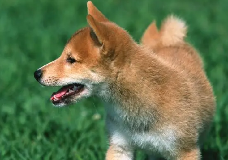 狗狗埋在土里多久腐烂