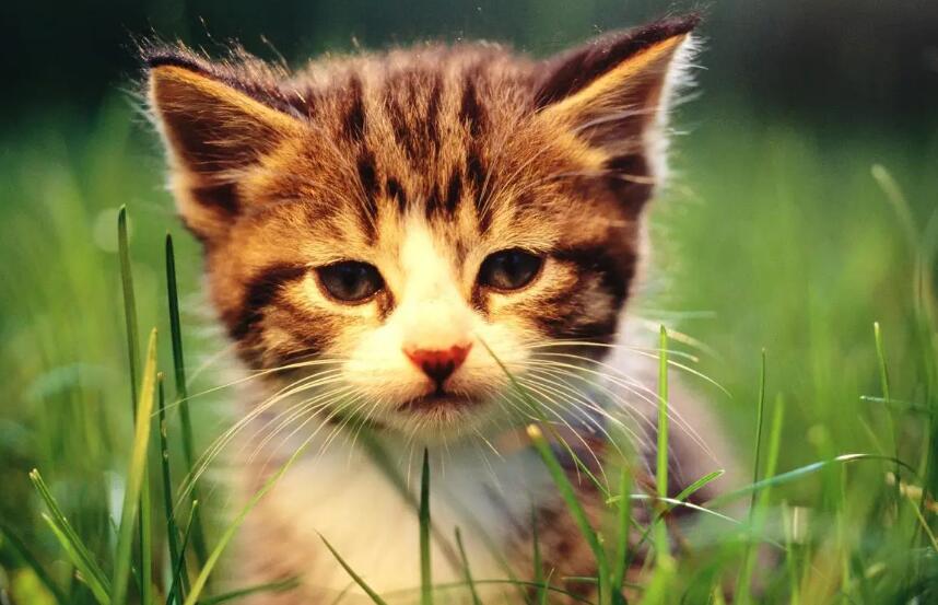人脏还是猫脏