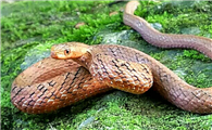 紫砂蛇毒性图片