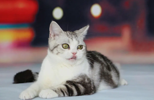 英国短毛猫适合新手养吗