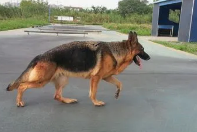 德牧和什么犬杂交好