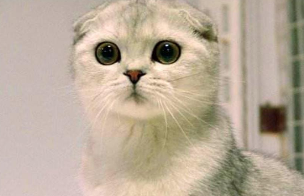 养折耳猫需要注意什么