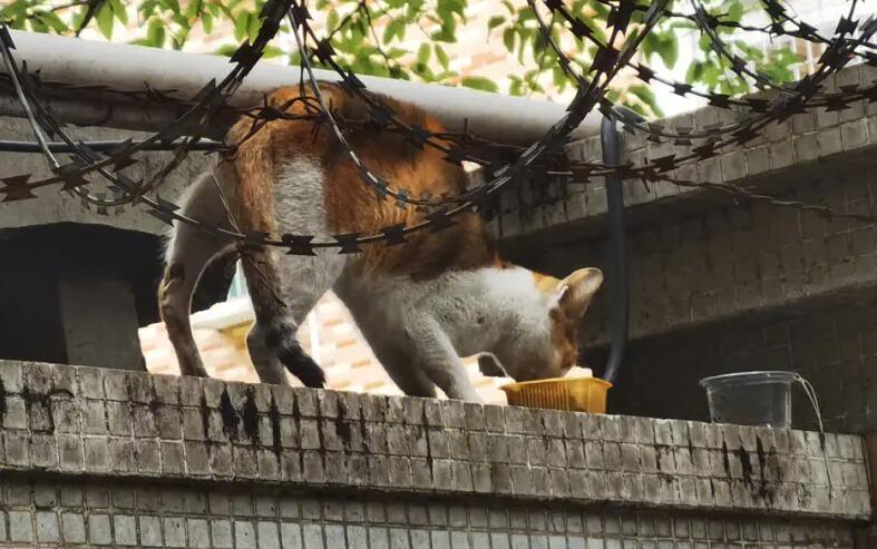 专门捉流浪猫的机构 专门捉流浪猫的机构