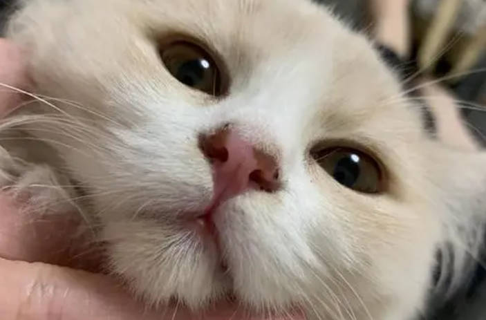 猫咪鼻子使劲出气的原因是 猫咪鼻子使劲出气的原因是