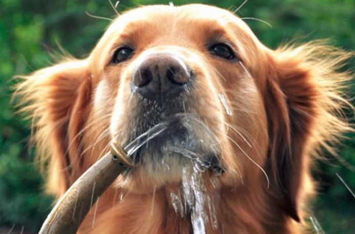 狗狗喝这几类水,很有可能会发病,主要包括纯净水! 狗狗喝这几类水,很有可能会发病,主要包括纯净水!