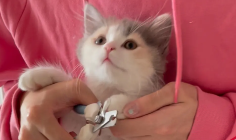 小奶猫出生多久可以剪指甲？这篇文章告诉你