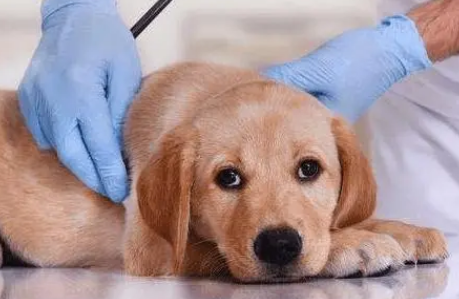 狗狗糖尿病如何治疗 狗狗糖尿病如何治疗