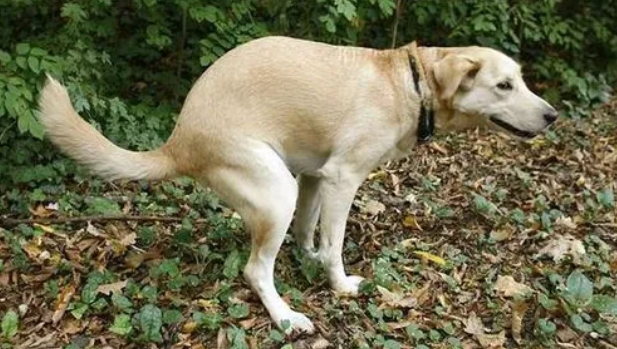 为什么狗狗拉屎要转圈呢