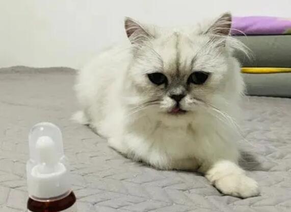 猫咪吃完克痢肽要死了