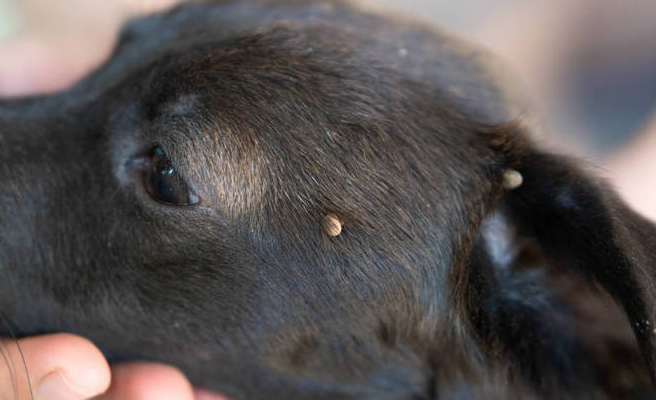 为什么狗狗身上蜱虫密密麻麻的