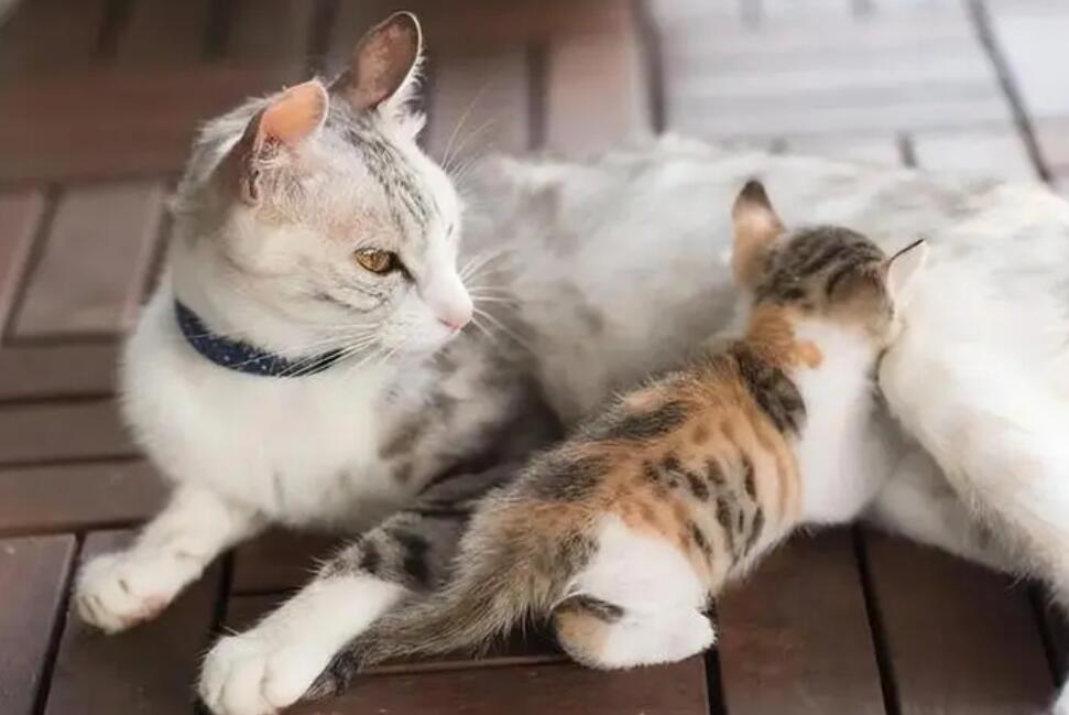 有的猫咪为什么总是踩奶呢