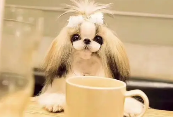 西施犬为什么没人养 西施犬为什么没人养