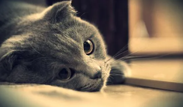 猫咪眼睛往外看是为什么呢