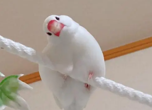 文鸟养多久认主人