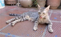 猫咪突然像哮喘一样呼哧呼哧
