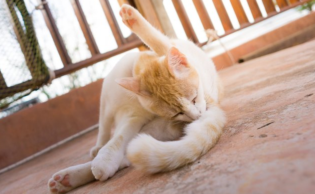 小猫咪为什么舔自己屁股