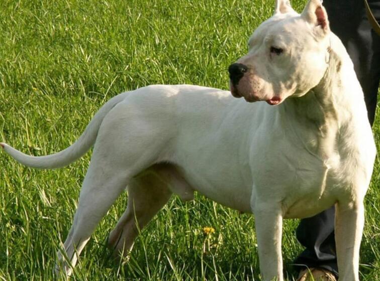 杜高犬是什么性格？快来了解一下