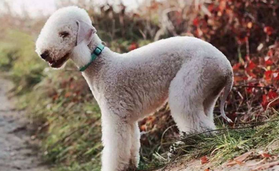 贝灵顿梗犬图片价格