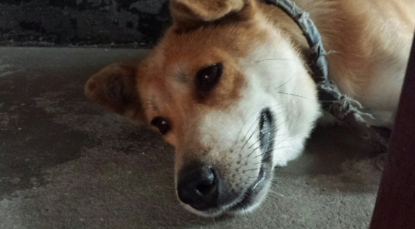 中华田园犬怎么挑选？方法如下
