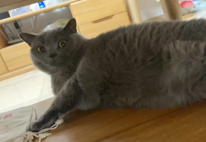 母蓝猫和什么猫配最好 母蓝猫和什么猫配最好