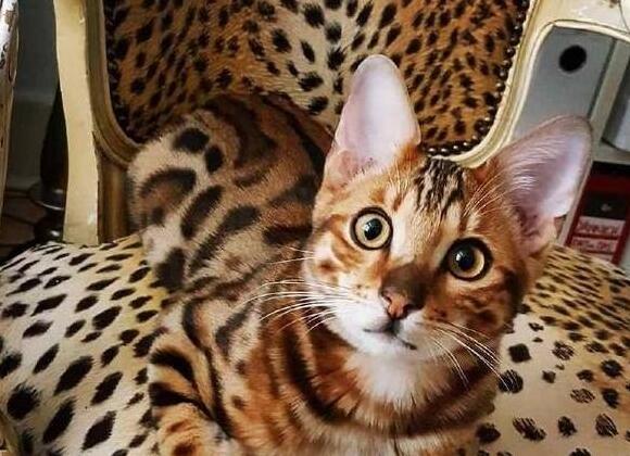 豹猫f1公猫不能繁殖吗 豹猫f1公猫不能繁殖吗