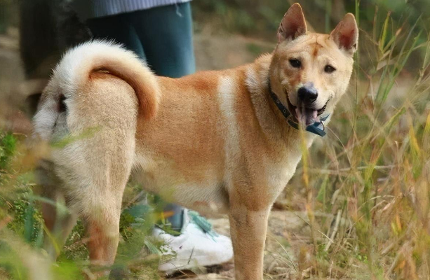快点学起来,中华田园犬怎么训练接飞盘? 快点学起来,中华田园犬怎么训练接飞盘?