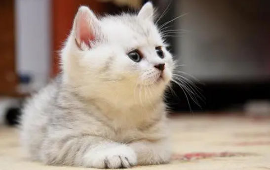 猫咪吃饭为什么老是打嗝