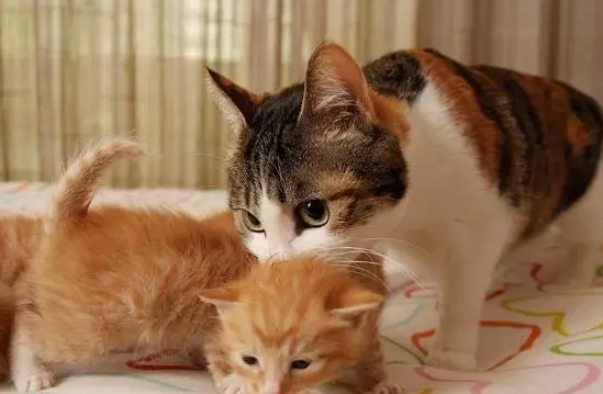 母猫和小猫分开多久就不认识了 母猫和小猫分开多久就不认识了