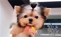 如何给约克夏刷牙?宠主来看看吧