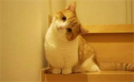 小猫咪为什么特别爱动来动去 小猫咪为什么特别爱动来动去