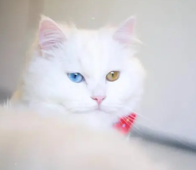 白色异瞳猫大概多少钱一只 白色异瞳猫大概多少钱一只