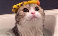 猫咪洗完澡为什么会臭