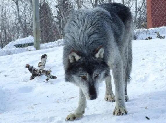 蓝湾犬多少钱图片