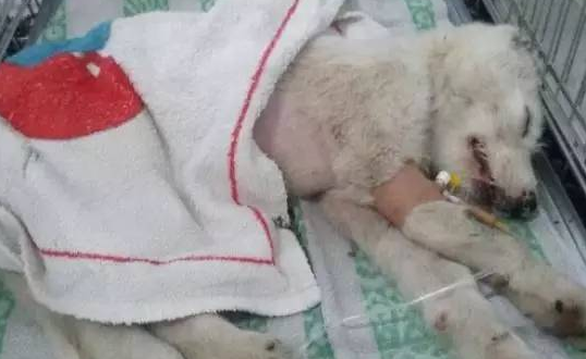 狗狗肚子里有死胎的表现
