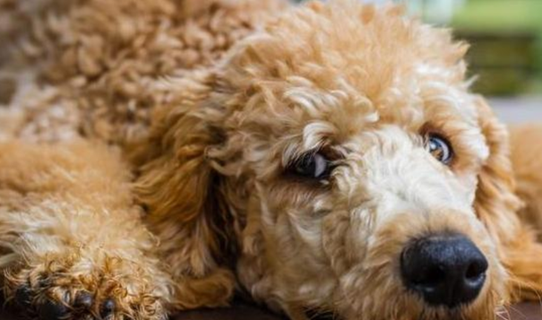 泰迪犬瘟热的前期症状 泰迪犬瘟热的前期症状