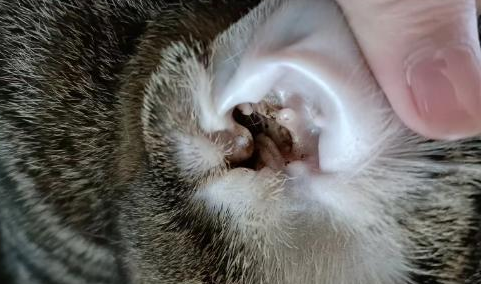 猫耳螨甩到人脸上会过敏吗 猫耳螨甩到人脸上会过敏吗