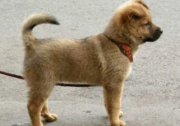 土狗怎么训练打猎？这篇文章有答案！