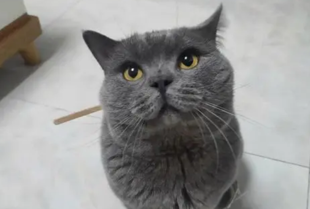 一文告诉你，为什么蓝猫的毛发白了？