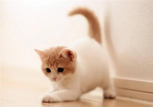 猫咪双脚不停踏步是为什么原因 猫咪双脚不停踏步是为什么原因