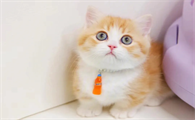 矮脚猫贵还是长脚贵