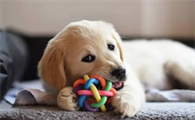 怎样训练金毛幼犬