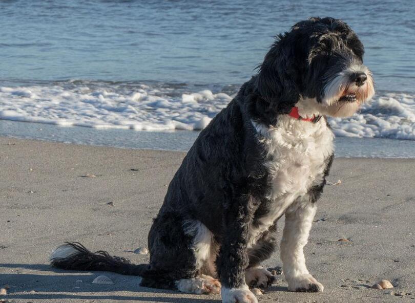 葡萄牙波登可犬不吃东西怎么办？可能是这个原因