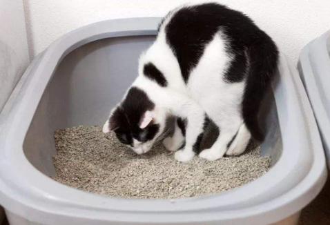 为什么猫在猫砂里尿但是在外面拉屎 为什么猫在猫砂里尿但是在外面拉屎