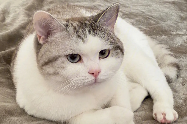 猫咪腹部b超多少钱