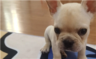 小法斗犬多少钱一只