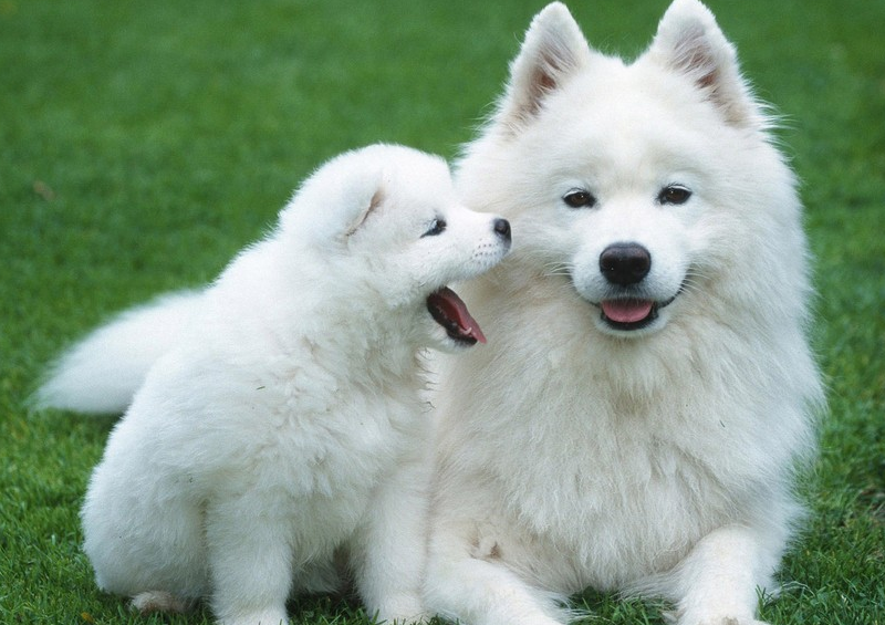 大型宠物狗有哪些可爱的品种