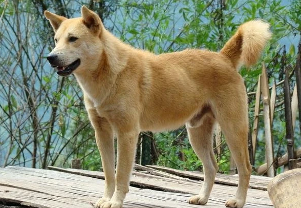 老年中华田园犬怎么养？来看看吧