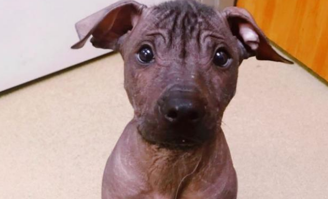 墨西哥无毛犬怎么护理？具体护理方法是？