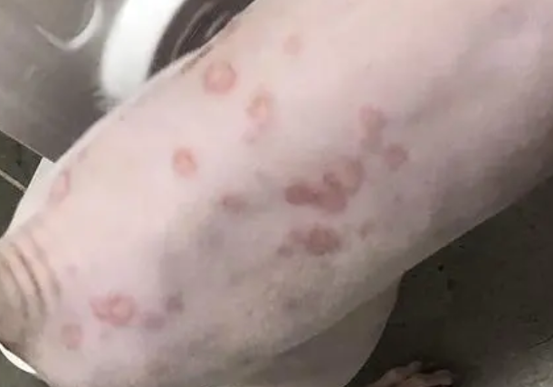 遇到无毛猫皮肤病，到底应该怎么办？