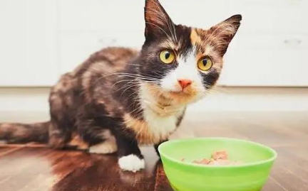 猫咪为什么喂过食以后就跑了